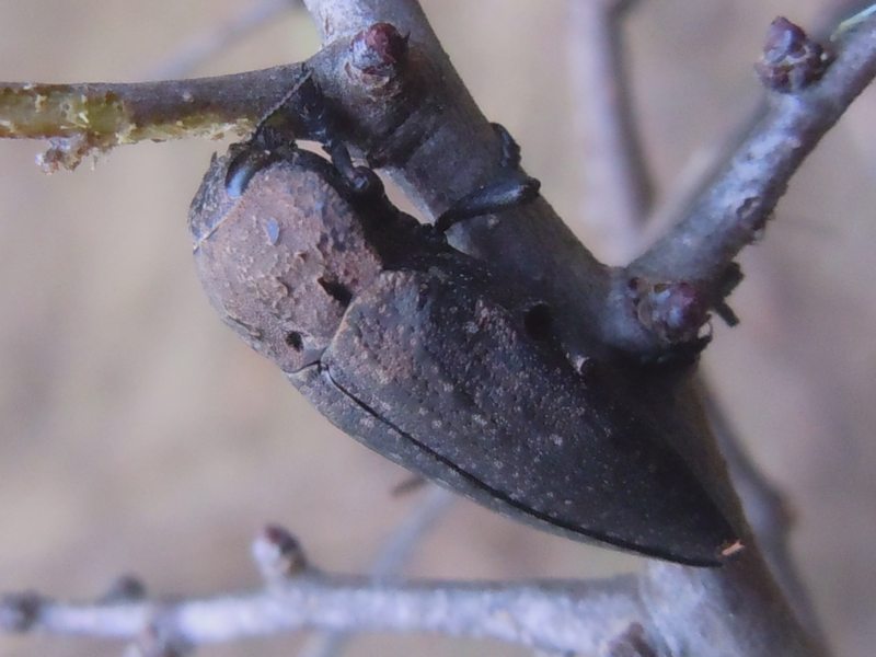 Buprestidae dalla Gallura 2: Capnodis tenebricosa